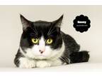 Adopt NANCE (Beautiful and Gentle Snuggler) a American Shorthair