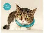 Adopt SILVIE (Delicate and Loving) a Domestic Short Hair
