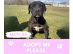 Adopt MATILDA a Pit Bull Terrier