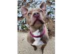 Adopt Trinket a Pit Bull Terrier, Staffordshire Bull Terrier