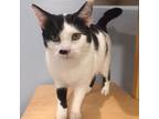 Adopt Blossom a Domestic Short Hair