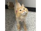 Adopt Goldie a Domestic Long Hair