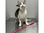 Adopt Jeremy a Domestic Short Hair