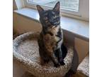 Adopt Armani a Tortoiseshell, Domestic Short Hair