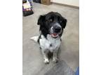 Adopt Cookie a English Springer Spaniel