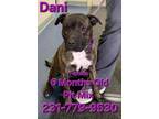 Adopt DANI a Pit Bull Terrier