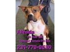 Adopt ALFREDA a Pit Bull Terrier