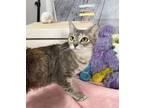 Adopt Lulu a Domestic Short Hair