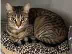 Adopt May a Domestic Short Hair