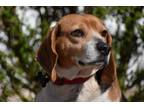 Adopt Sophia- Foster to Adopt a Beagle