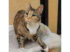 Adopt Tabitha a Domestic Short Hair