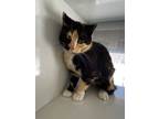 Adopt Vixen a Domestic Short Hair