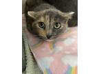 Adopt Pascale a Domestic Short Hair