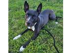 Adopt Lillipup a Pit Bull Terrier, Mixed Breed