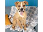 Adopt XENA a Pit Bull Terrier, Mixed Breed