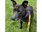 Adopt Charlotte a Pit Bull Terrier, Mixed Breed