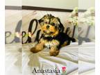 Morkie PUPPY FOR SALE ADN-772124 - MORKIE BABIES CAN DELIVER ANYWHERE IN THE USA