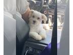 Maltipoo PUPPY FOR SALE ADN-772113 - Maltipoo