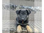 German Shepherd Dog PUPPY FOR SALE ADN-771997 - Adorable puppies