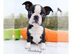 Boston Terrier PUPPY FOR SALE ADN-772075 - AKC Griffin