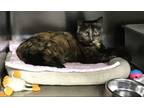 Adopt Glitter a Tortoiseshell