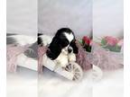 Cocker Spaniel PUPPY FOR SALE ADN-772036 - Beautiful Cocker Spaniel Puppies