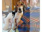 Beagle PUPPY FOR SALE ADN-772016 - 3 females