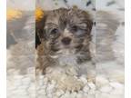 Havanese PUPPY FOR SALE ADN-772011 - Girl Havanese puppy