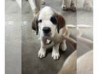 Saint Bernard PUPPY FOR SALE ADN-772002 - AKC Saint Bernard Puppies