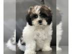Shih Tzu PUPPY FOR SALE ADN-771956 - Shih tzu maltese puppies