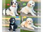 Bordoodle PUPPY FOR SALE ADN-771937 - Bordoodle puppies