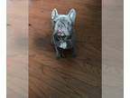 French Bulldog PUPPY FOR SALE ADN-771929 - FRENCH BULLDOG