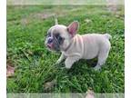 French Bulldog PUPPY FOR SALE ADN-771924 - Lilac Fawn and Blue Brindle Male