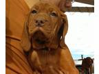 Vizsla PUPPY FOR SALE ADN-771913 - AKC Vizsla Pups in West Texas