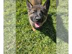 German Shepherd Dog PUPPY FOR SALE ADN-771894 - Mili