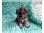 Shih Tzu PUPPY FOR SALE ADN-771874 - Shih Tzu Male