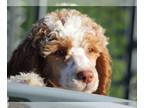 Poodle (Standard) PUPPY FOR SALE ADN-771826 - Anya AKC Tan and white Parti