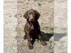 German Shorthaired Pointer PUPPY FOR SALE ADN-771825 - GSP puppy