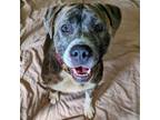 Adopt Veronica a Pit Bull Terrier