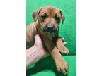 Adopt Niki a Boxer, Labrador Retriever