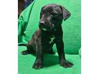 Adopt Natalie a Boxer, Labrador Retriever