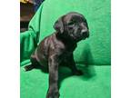 Adopt Natasha a Boxer, Labrador Retriever