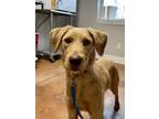 Adopt Saedie a German Wirehaired Pointer, Labrador Retriever