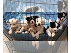 Border Collie PUPPY FOR SALE ADN-772117 - Bonnies Babies