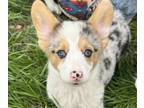 American Corgi PUPPY FOR SALE ADN-772094 - American corgi