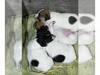 Jack Russell Terrier PUPPY FOR SALE ADN-771973 - Beautiful Short Legged Jack