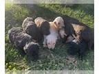 Goldendoodle PUPPY FOR SALE ADN-771970 - Goldendoodles f1bb