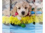 Poodle (Toy) PUPPY FOR SALE ADN-771925 - Scam free home raised tiny male