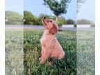 Golden Retriever PUPPY FOR SALE ADN-771896 - Golden Retriever