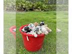 Great Dane PUPPY FOR SALE ADN-771823 - Great Dane Puppies